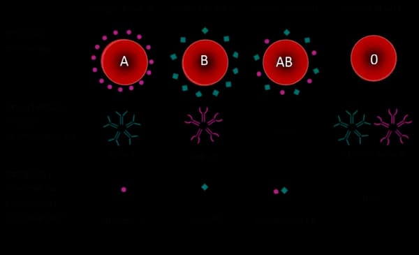 Badanie grupy krwi w ciąży: ile razy i dlaczego jest konieczne? Badanie grupy krwi w ciąży: ile razy i dlaczego jest konieczne?
