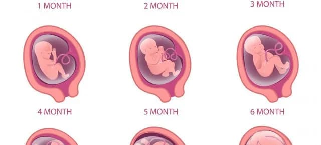 Od którego tygodnia ciąży dziecko może przeżyć? Kluczowe fakty Od którego tygodnia ciąży dziecko może przeżyć? Kluczowe fakty