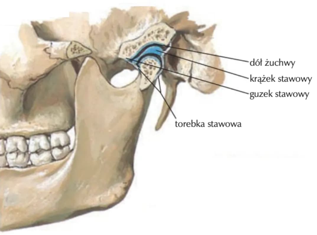 Objawy zaburzeń stawu skroniowo-żuchwowego: przyczyny i leczenie Objawy zaburzeń stawu skroniowo-żuchwowego: przyczyny i leczenie