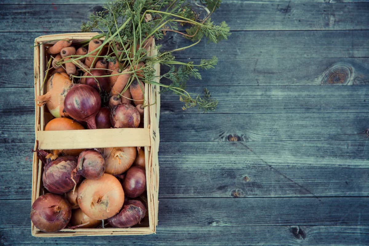 Czy jedzenie cebuli w ciąży jest bezpieczne? Korzyści i zagrożenia Czy jedzenie cebuli w ciąży jest bezpieczne? Korzyści i zagrożenia